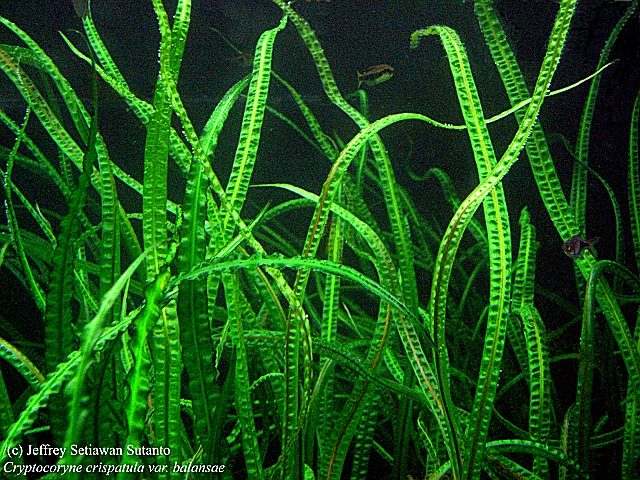 Cryptocoryne
